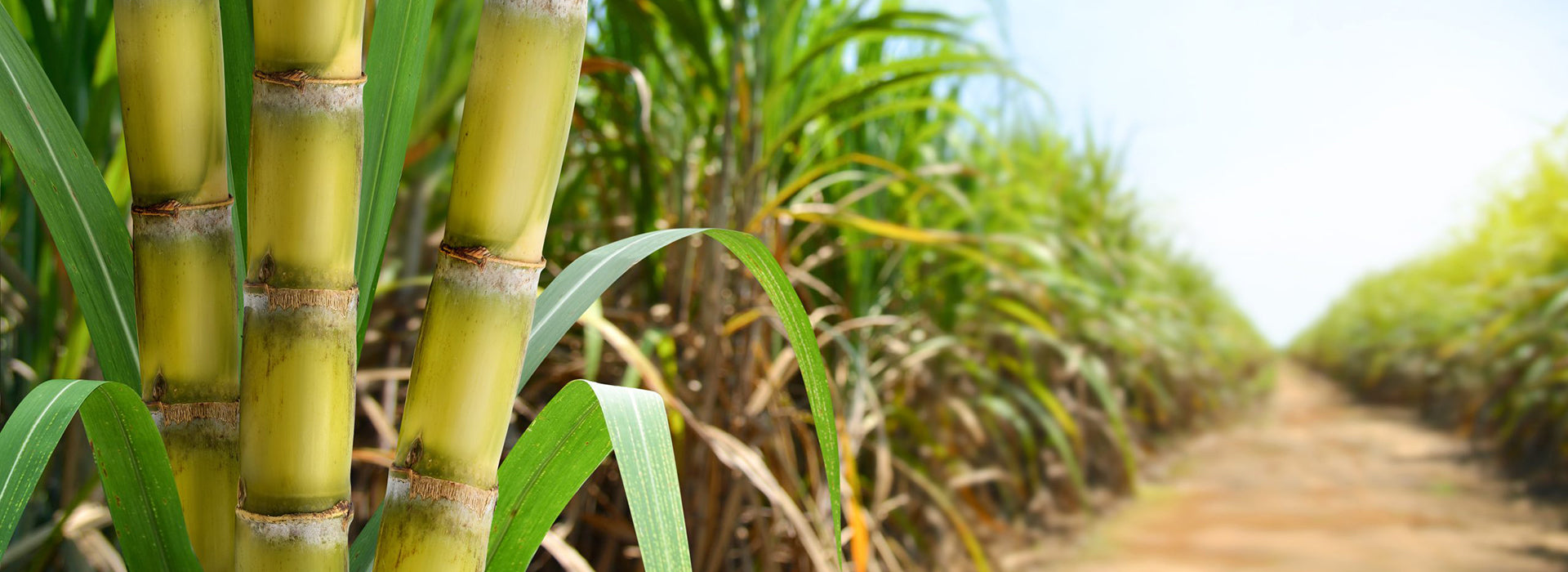 Sugar cane